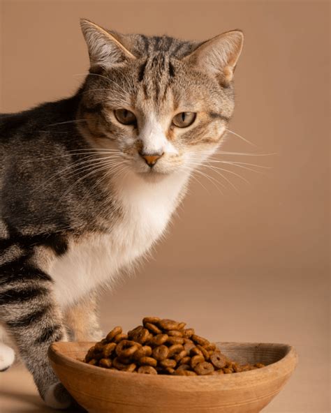 Gato Não Castrado Pode Comer Ração De Gato Castrado - Gatos não castrados podem comer a ração dos gatos castrados? | Chef di ...