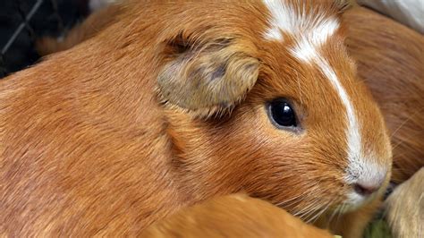 Baby Peruvian Guinea Pig