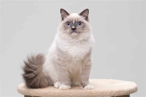 Grey Ragdoll Cat: Facts, Traits, Genetics & More (With Pictures)