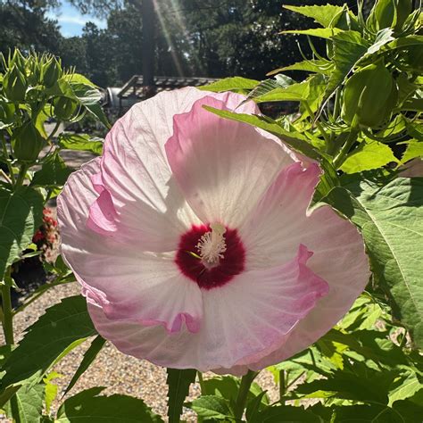 Growing Hardy Hibiscus