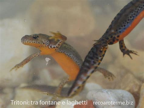 Tritoni: tra i laghetti e le pozze d'acqua di montagna | Flora e fauna ...