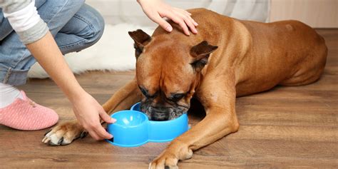 Why Is My Dog Not Drinking Water – Here Are 9 Reasons Why
