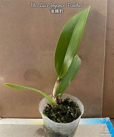Blc. Liu's Joyance 'Panther' 2.5''