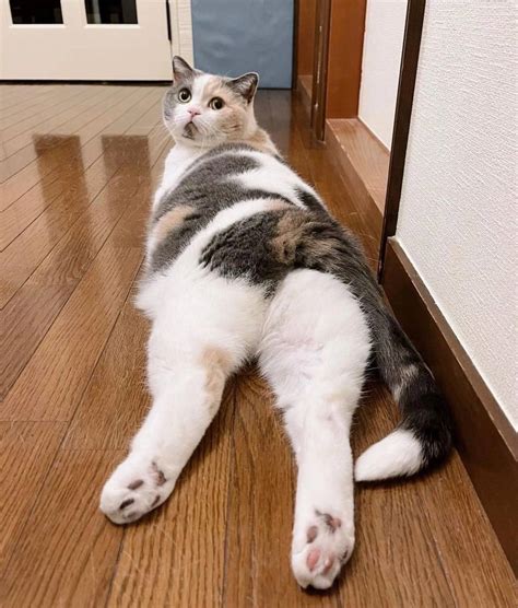 жопка кота :: котэ (прикольные картинки с кошками) / смешные картинки и ...