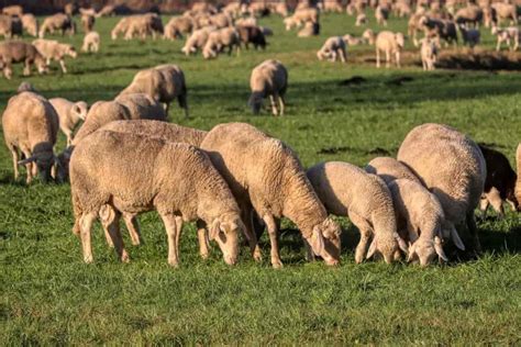 How to Start Sheep Farming From Scratch: A Detailed Guide for Beginners