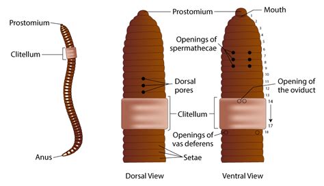 Morphology of Earthworm - Definition, Classification, Diagram and ...