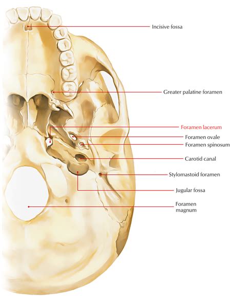 Foramen Lacerum – Earth's Lab