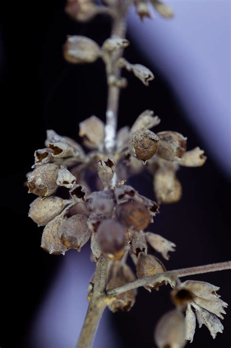 Samantha Ashley Violette - Artist and Photographer