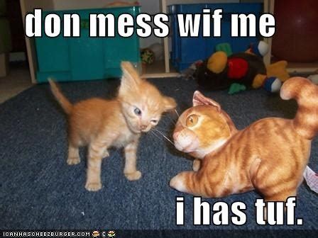 Our kittens are not naughty