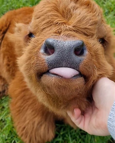 Baby Highland cow loves a scratch