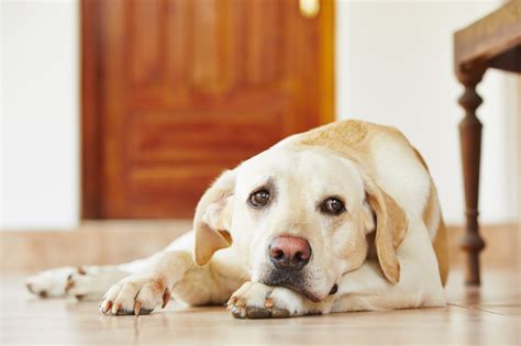 signs  dog  separation anxiety  girly space