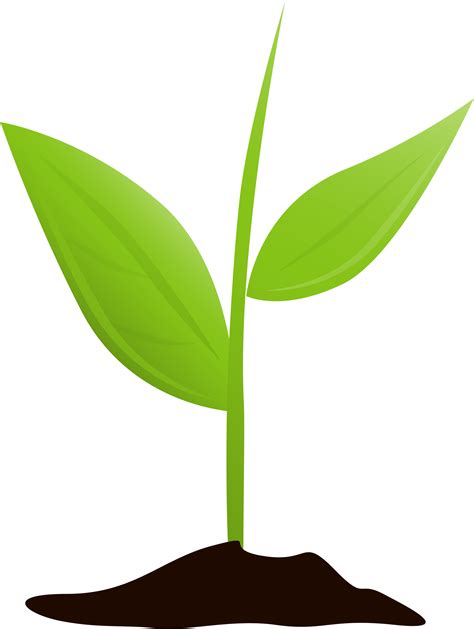 Download Get Started And Grow - Plant Growing Transparent Clipart ...