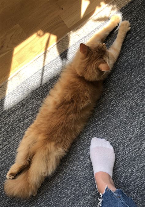 Longest splooting kitten? Foot for reference : r/sploot