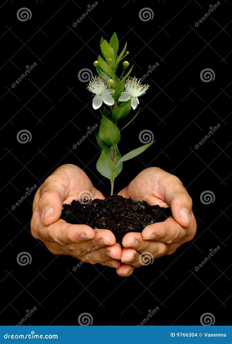 Mains Avec Des Fleurs Images stock - Image: 9766304