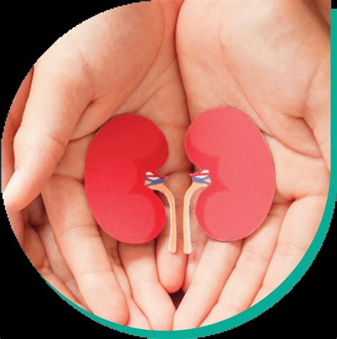 Kidney Diseases - AL BORG DIAGNOSTICS KUWAIT