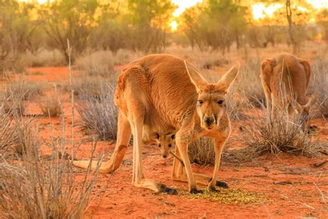 Kangaroo Leg Muscles Muscly Arms Helps Roos Attract The Ladies