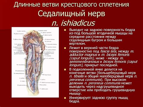 Спинномозговые нервы - презентация онлайн