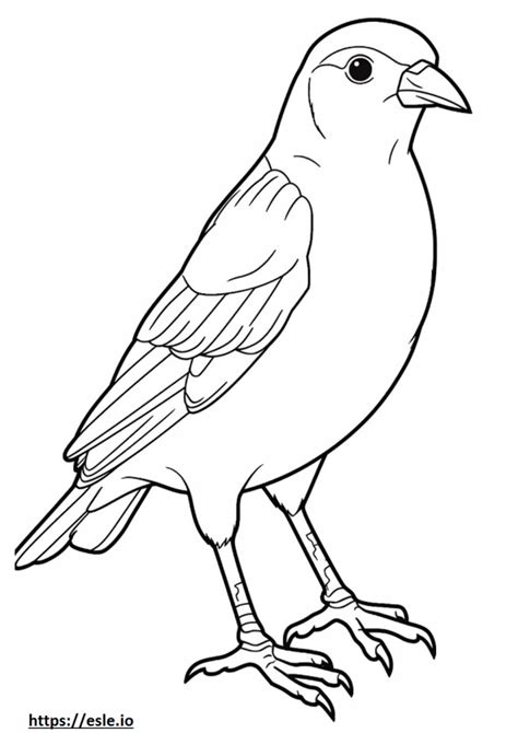 House Sparrow (English Sparrow) coloring pages - free printable