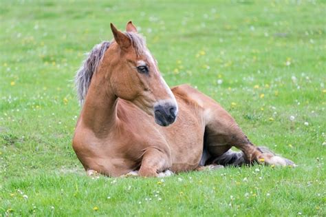 Cavalo Deitado É Normal - Cavalo deitado no prado | Foto Premium