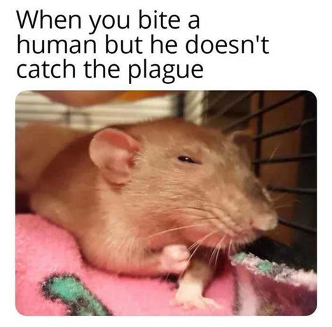 34 Weird Rat Memes That Only A Dirty Little Rodent Will Like