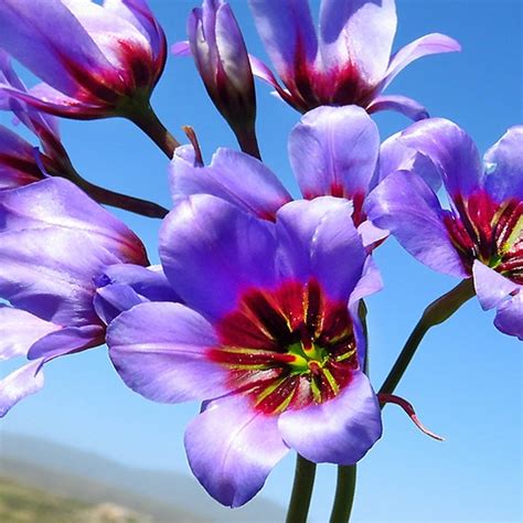 Луковичные цветы