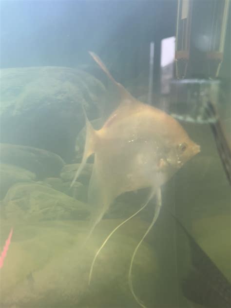 Angel Fish: Anything to do with these magnificent freshwater fish!