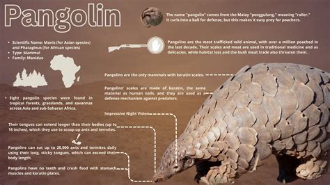 pangolin encyclopedia mdpi
