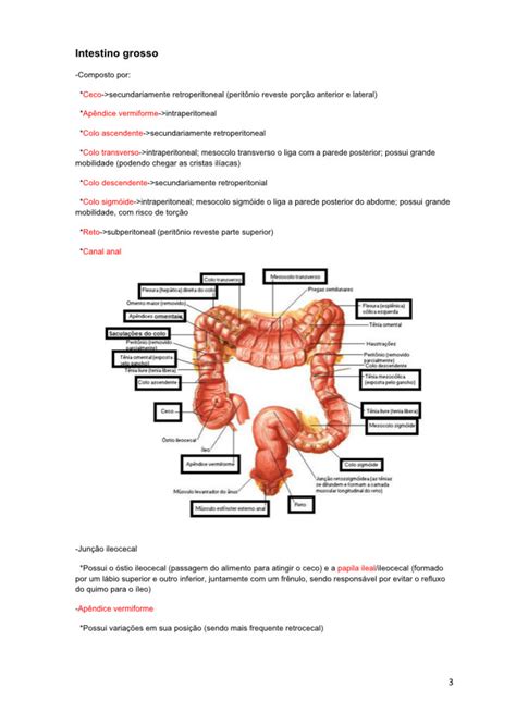 intestino delgado e grosso - Anatomia I