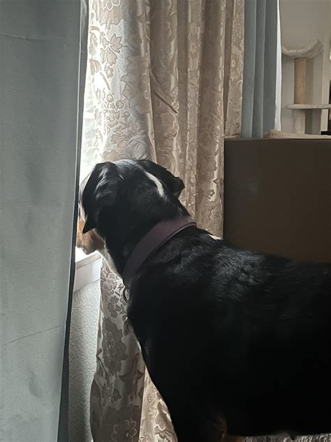 Just spying on the neighbors NBD 🤣 : r/Swissy