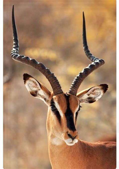 Antelope – Artofit