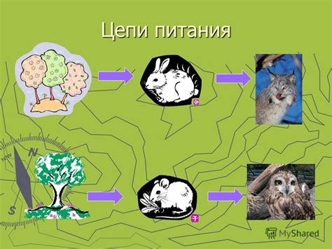 Цепь Питания Животных Смешанных Лесов - servicol