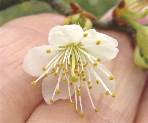 Cherry Blossom Trees - Cherry blossom tree identification