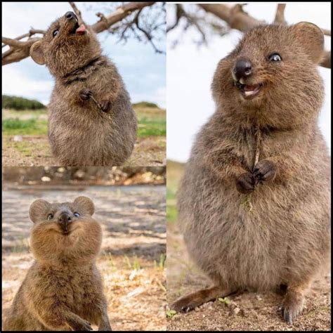 Australian Quokkas look like they snuck into your basement and ...