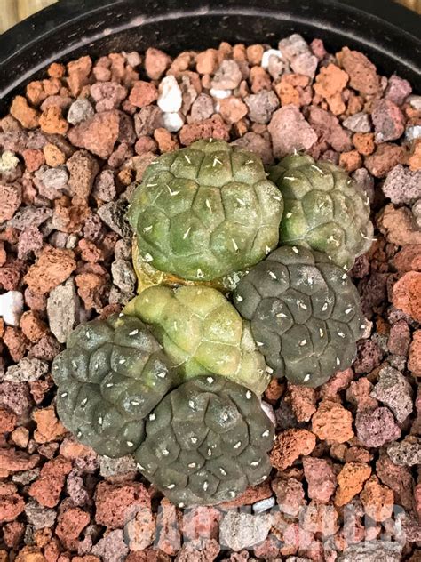 SH1436 Puna bonnieae f. inermis - Cactus-online