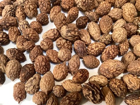 date tree seeds 7