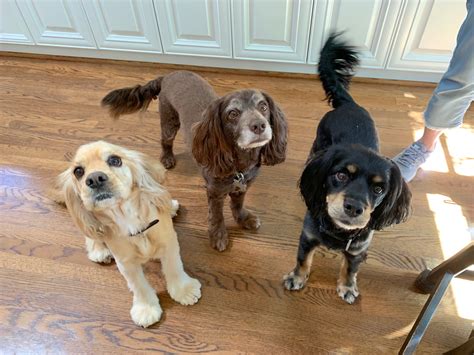 How Do I Get My Cocker Spaniel To Stop Barking