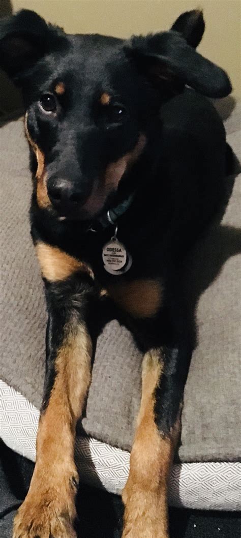 My 7 month old Rottweiler Lab mix : r/aww