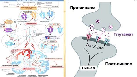 Эпилепсия. Патогенез. Этиология - презентация онлайн