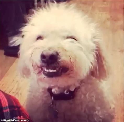 Robot dogs could be taught to mimic behaviours of real canines to make ...