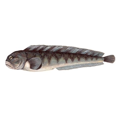 Anarhichas lupus 1
