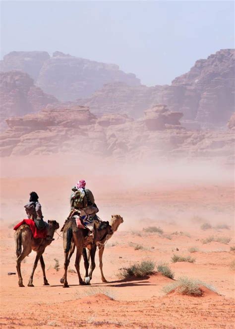 Camels Have 3 Eyelids: Here's Why (Facts and Functions) | Storyteller ...