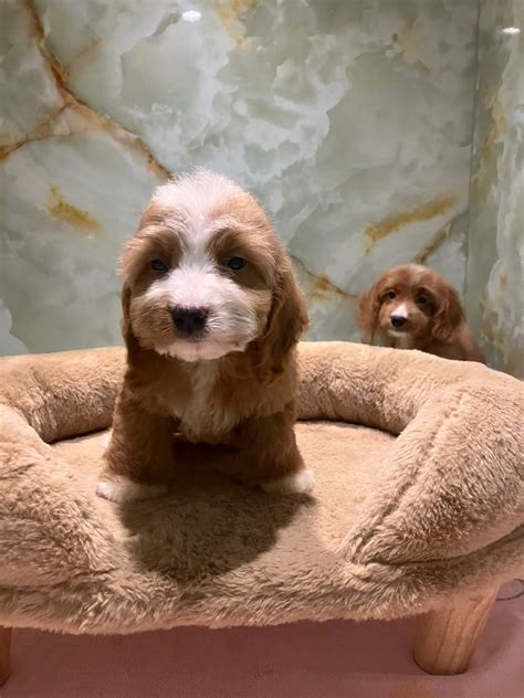 Cavapoo puppies – Furry Babies Animals Trading