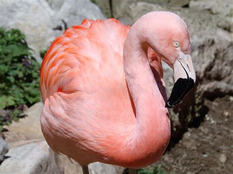 Photo Contest: Bring on the Flamingos | Pixoto