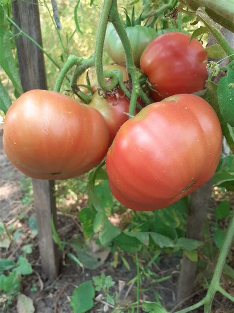 Розовый гигант - Tomato64