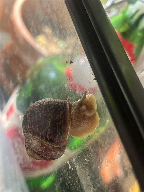 is my snail resting? : r/snails
