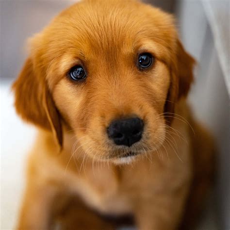 Download Puppy Dog Pictures | Wallpapers.com