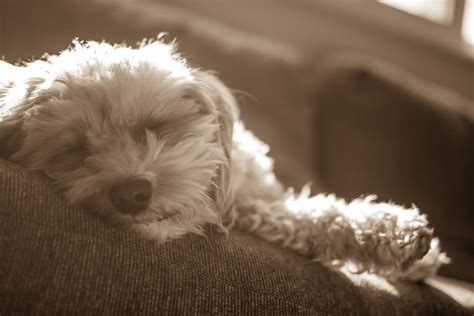 Puppies Fur Dogs