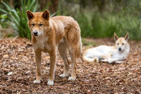 110+ Dingoes Australia Stock Photos, Pictures & Royalty-Free Images ...