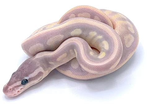 purple passion ball python purple ball python