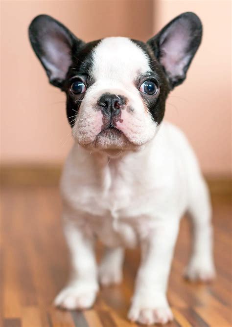 Why Do French Bulldogs Reverse Sneeze